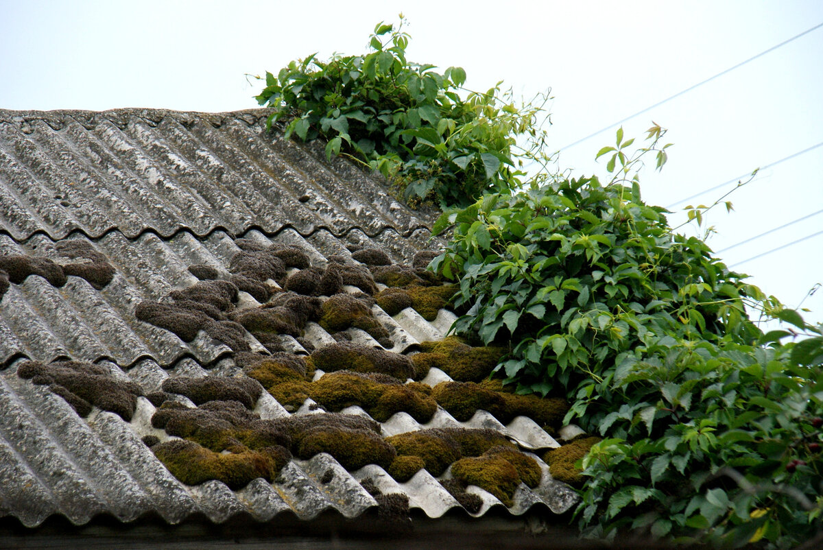 Фото А. Толстых.