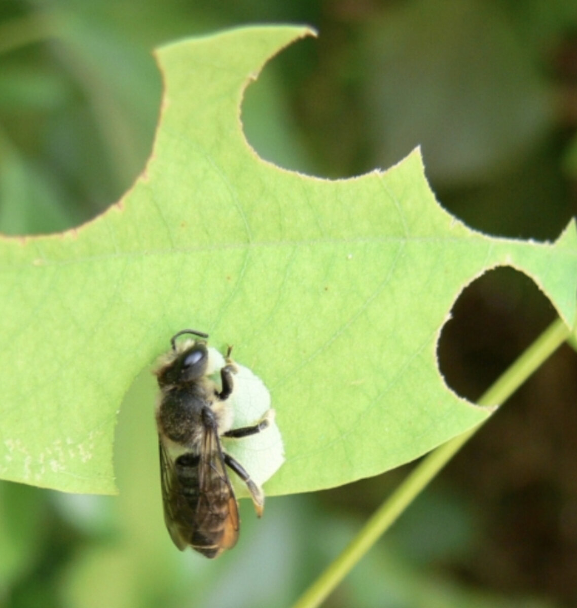 Пчела листорезка. Пчела мегахила. Пчела листорезка. Пчела листорезка. Пчела мегахила.