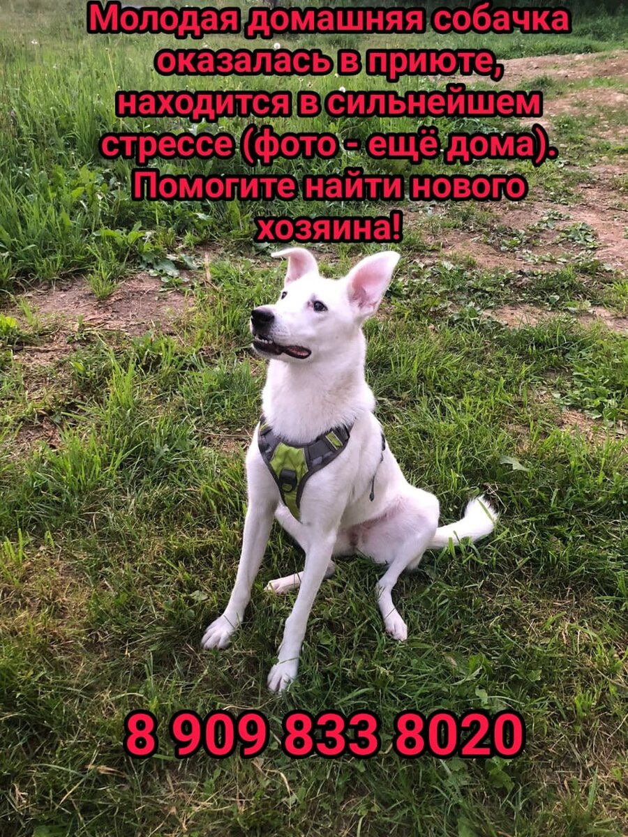 Вы слышали когда-нибудь о том, что собака бросила человека? Ей будет больно, страшно, голодно, но она останется рядом до конца… Так почему человек может запросто оставить собаку? Это Лайна. Ей около 1,5 лет. Она единственная из своей собачьей семьи, кто выжил. Со щенячества находилась в приюте, когда первый раз вышла на травку, казалось, сойдет с ума от счастья! Потом пришло настоящее счастье – ее забрали домой, где она прожила почти год. А теперь – «обстоятельства изменились» и собачка вернулась в приют. Безумно ласковый, трогательный, стеснительный ребенок с мягкой подстилочки попал в холодный, не всегда чистый вольер, который окружают вольеры с такими же несчастными, постоянно лающими собаками, а из развлечений – наблюдение за рабочими и приезд волонтеров в выходные (если посчастливится – выйдешь на прогулку или получишь угощение). Слов нет…
Пожалуйста, помогите Лайне найти настоящий дом и хозяина, который никогда ее не бросит! 
P.S. Лайна стерилизована, гуляет на поводке, умеет давать лапу, дома ведет себя спокойно. 
8 909 833 8020