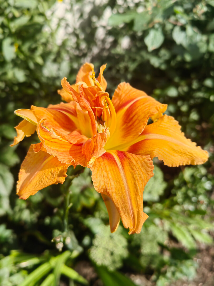 Вариегатный лилейник