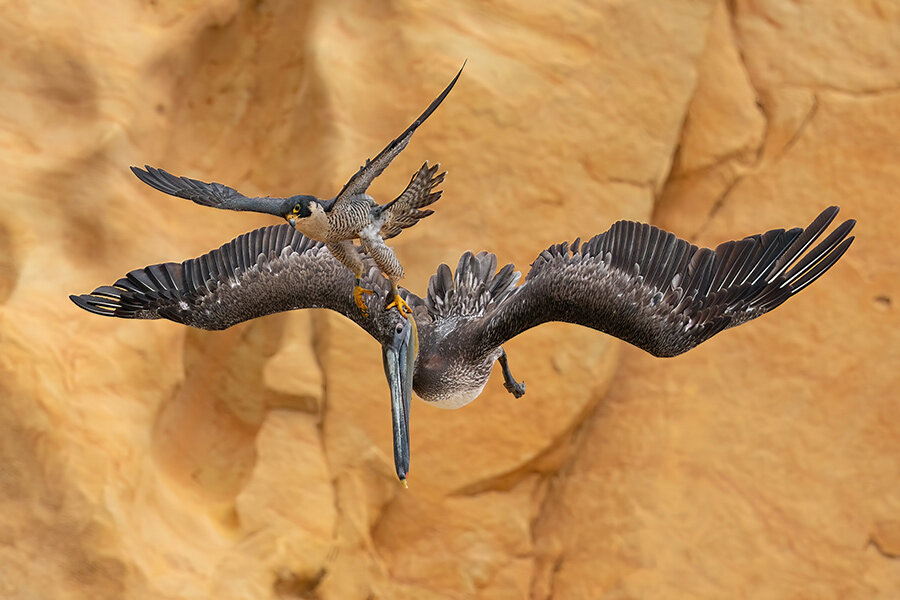    Победитель конкурса. Фото: Bird Photographer of the Year