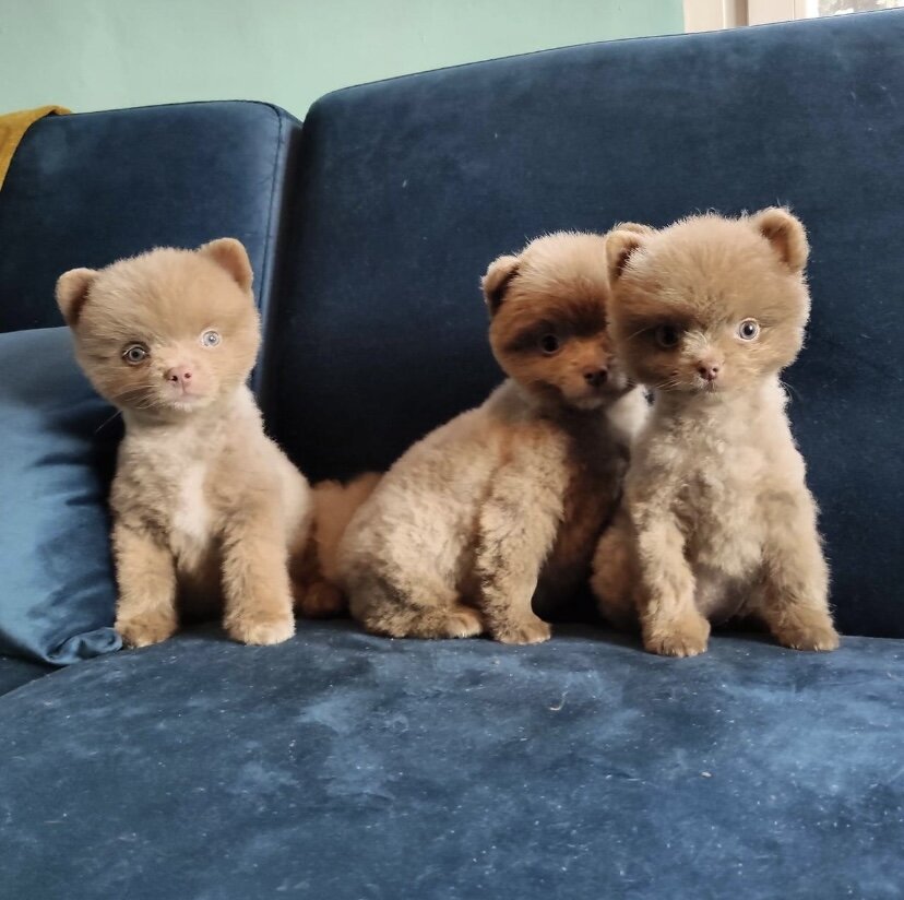 Экзотический шпиц 