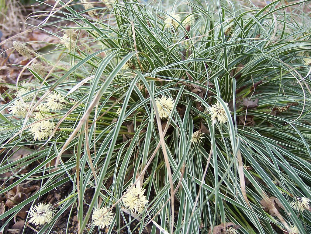 https://mavink.com/explore/Carex-Conica-Snowline