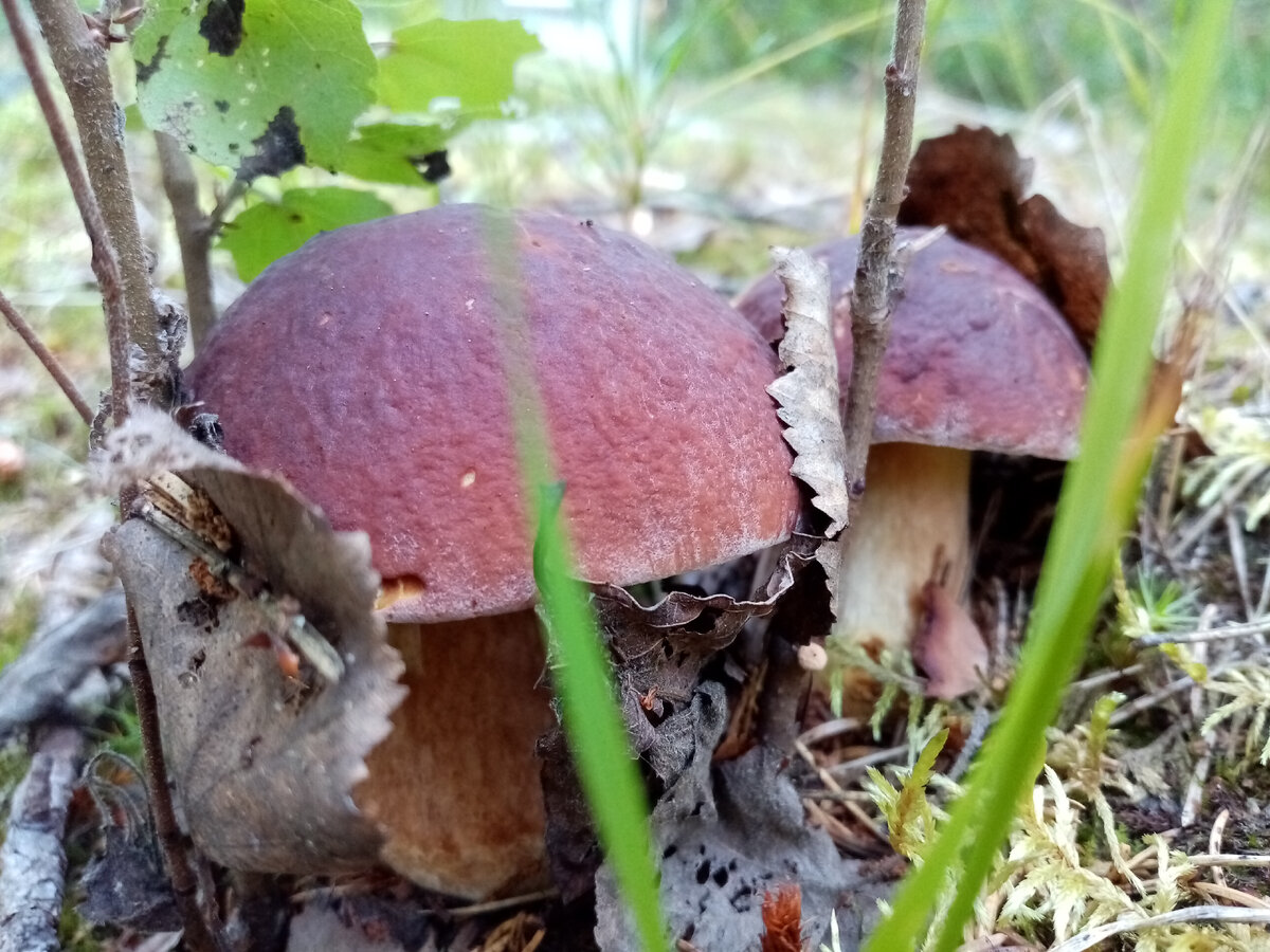 Белые грибы, фото автора