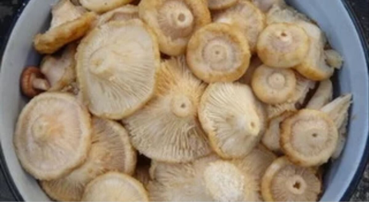 Грузди. Груздь. Гриб. Грибы.