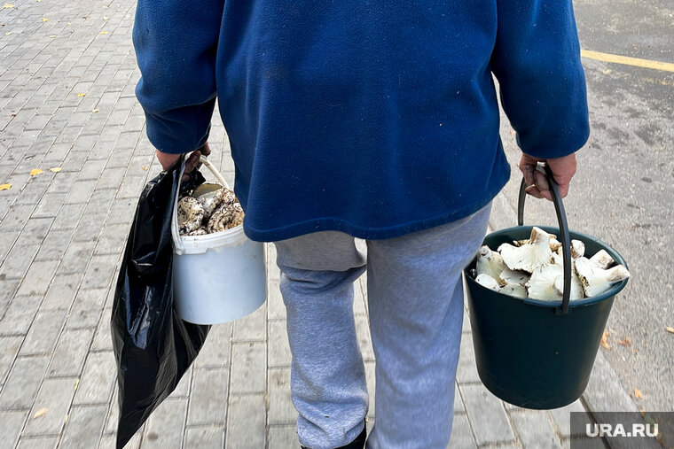    Стоимость дикоросов вырастет из-за плохой погоды и окончания сезона