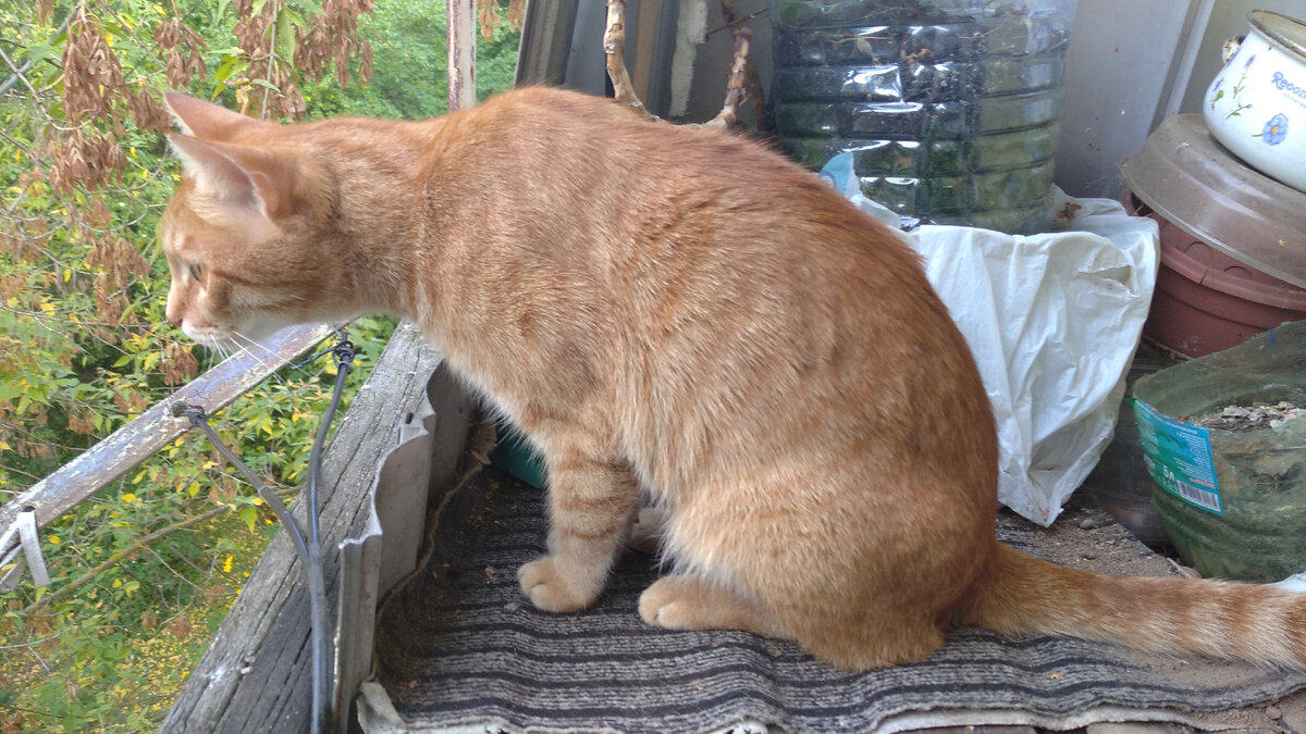 Личное  фото