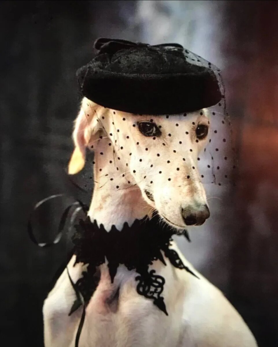 Яндекс картинки