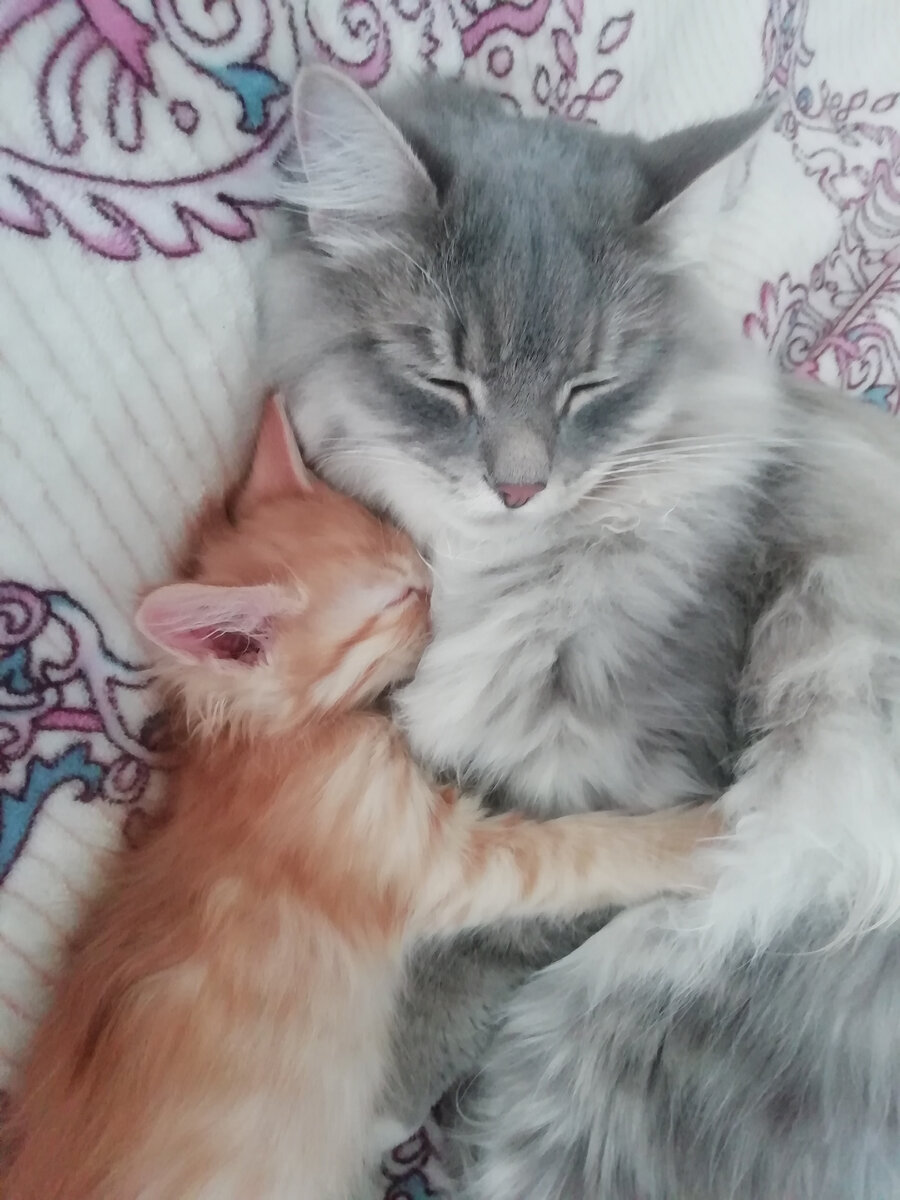 Санта и Соник