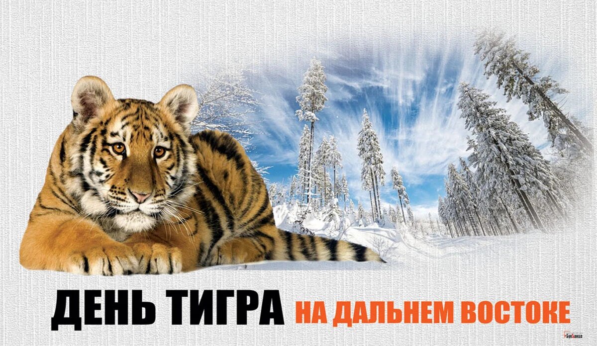 День тигра на Дальнем Востоке. Иллюстрация: «Весь Искитим»
