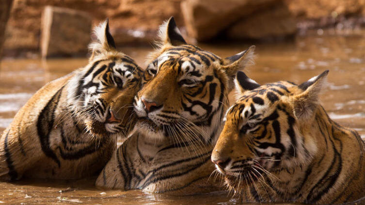     Фото: Nachiketa Bajaj, по лицензии shutterstock.com