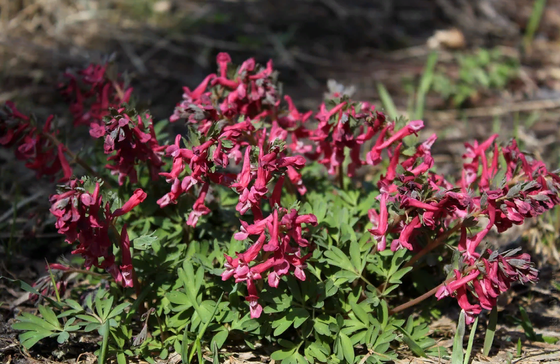 Хохлатка плотная. Хохлатка (Corydalis). Хохлатка Галлера. Хохлатка Галлера цветок. Хохлатка Галлера Corydalis Halleri.