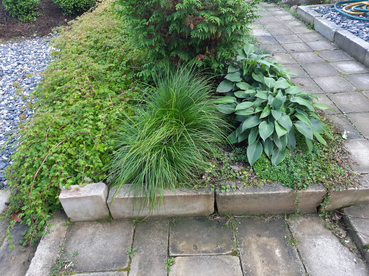 Осока горная