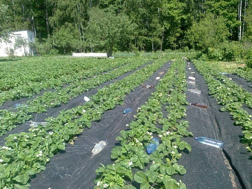 Как сажать клубнику под агроволокно