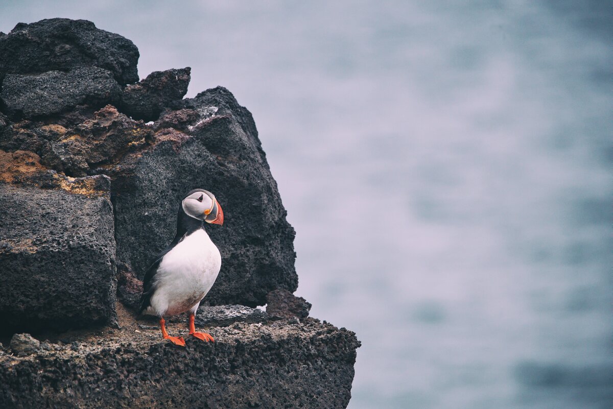 Ту́пик - это вид морских птиц. Они находятся на грани исчезновения и занесены в Красную книгу. Самая крупная колония (около 60% всей популяции) обитает на южном побережье Исландии