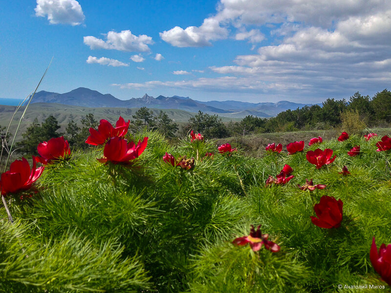 Горные пионы в Крыму близ Кара-Дага. Фото А.Мигова.