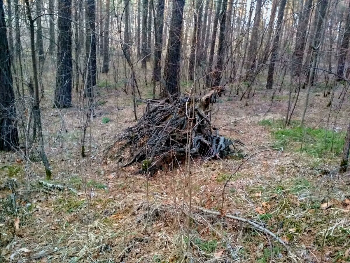 Лесной валежник картинки