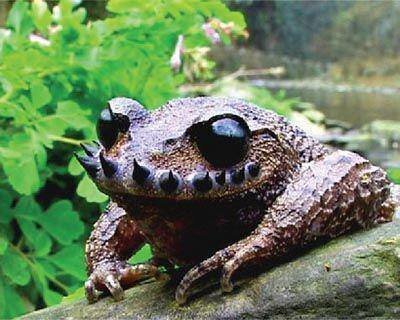 Vibrissaphora boringii