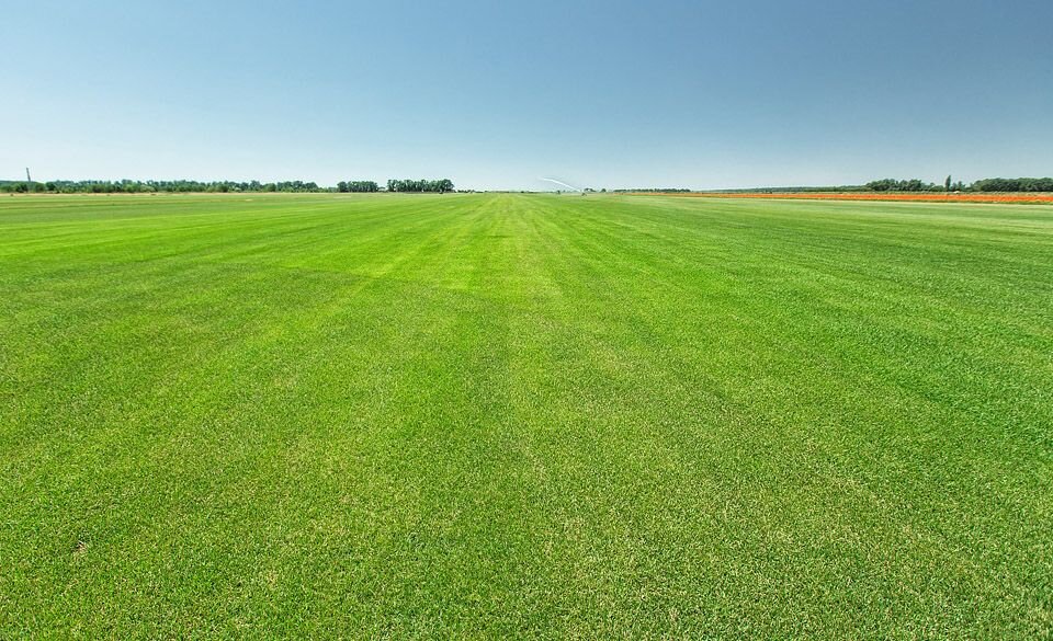 Мы не смогли понять, старый это газон или новый