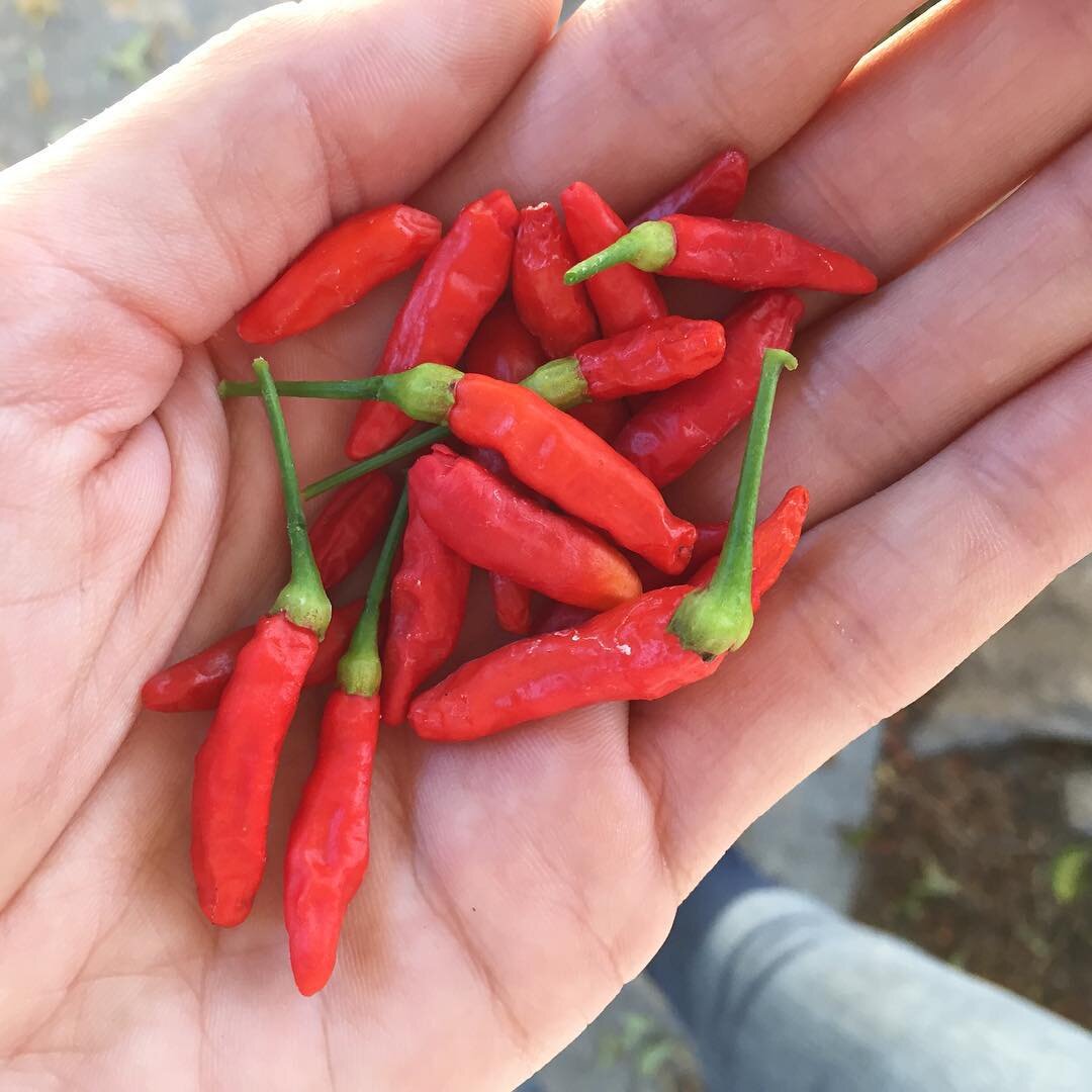 Tobasco в домашних условиях