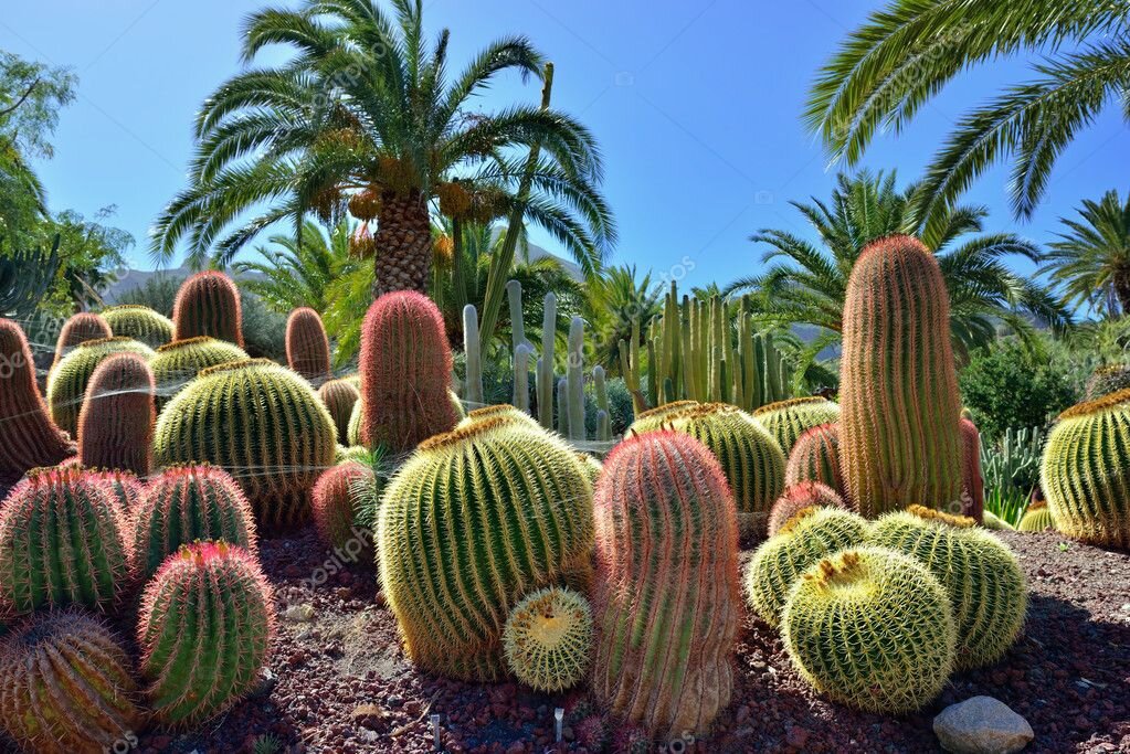 cactus-garden  https://ru.depositphotos.com