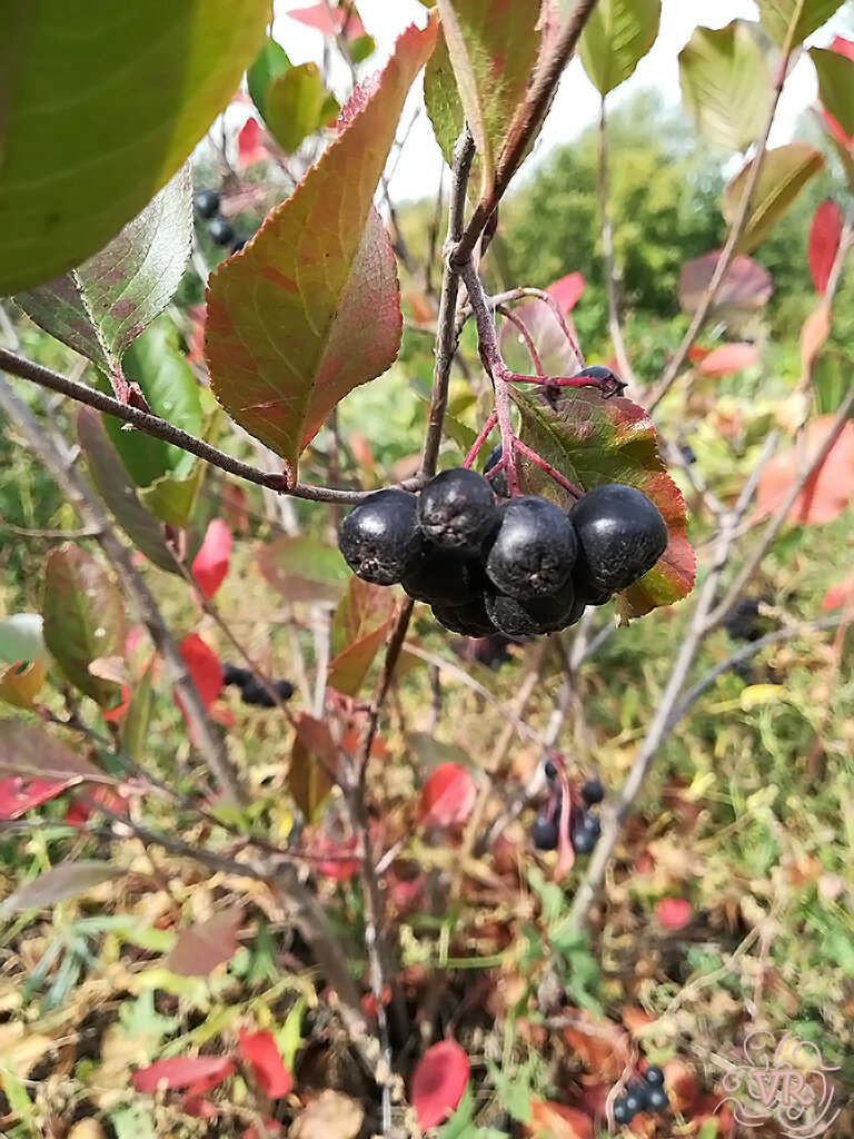 Черноплодная рябина условия