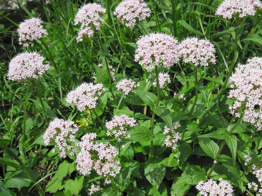 https://chastnosti.com/wp-content/uploads/2017/06/valeriana.jpg