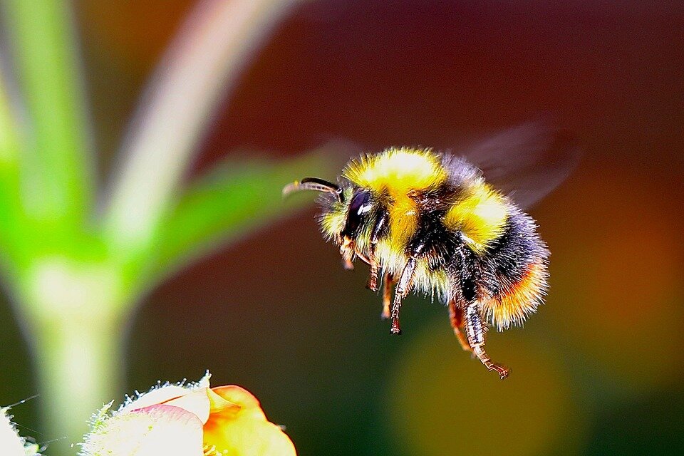https://cdn.pixabay.com/photo/2017/05/31/19/17/bumble-bee-2361336_960_720.jpg