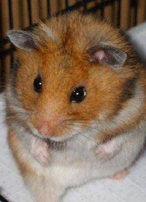 Выбор клетки для хомяка