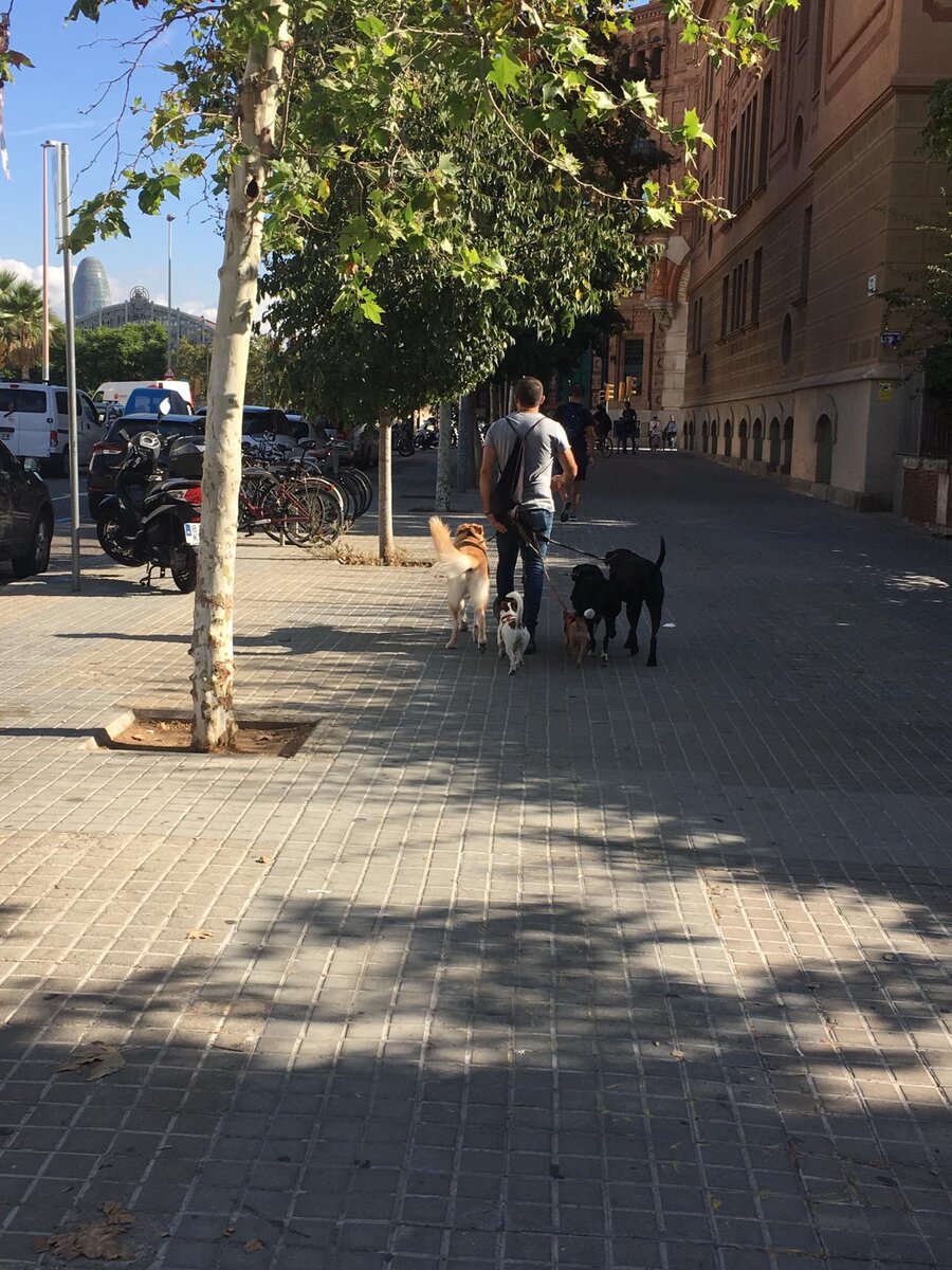 Фото прохожего с четырьмя собаками. 
