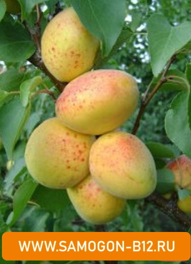 Абрикосы сорта "Арзами"