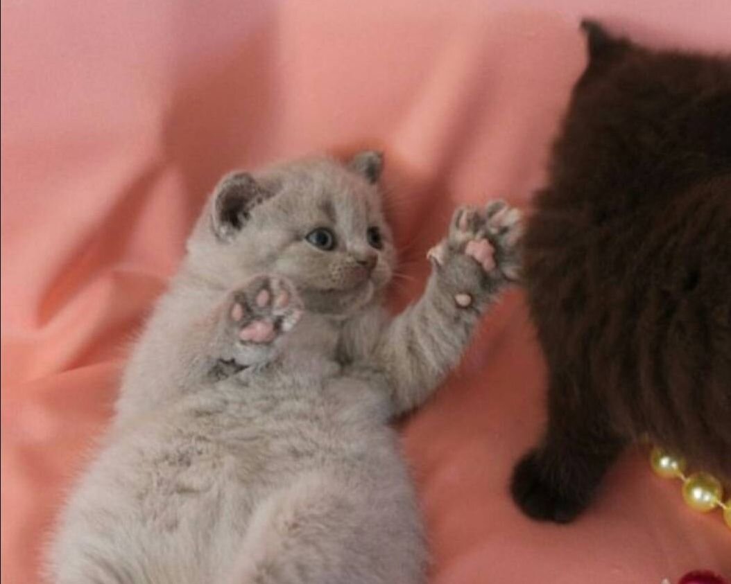 Маленькая София