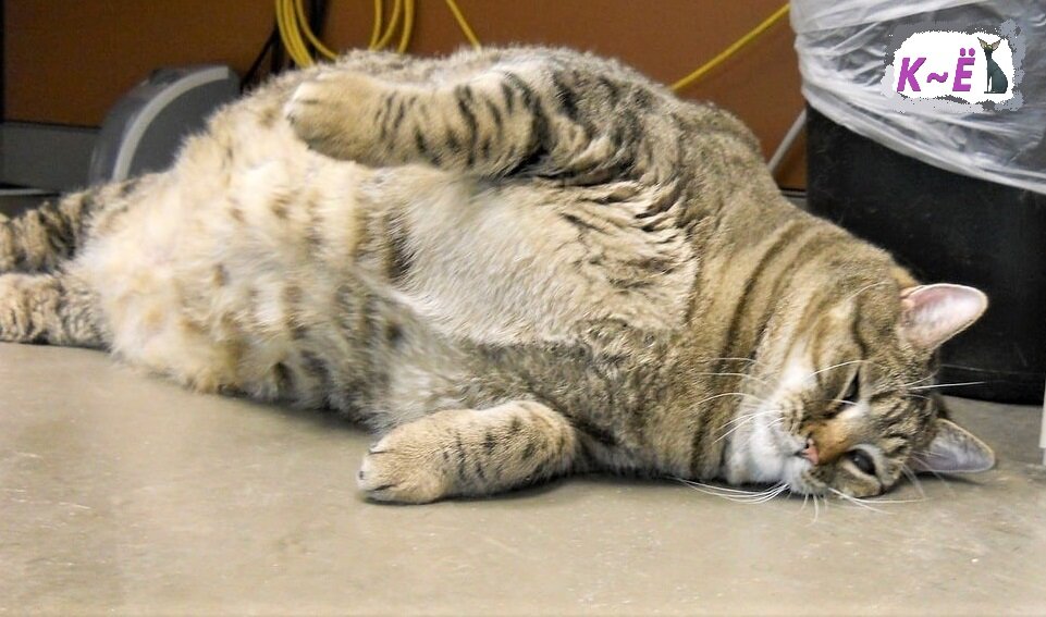 Жиробас устал (фото из присланного)