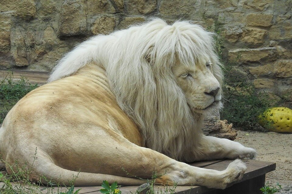 https://pixabay.com/photos/lion-white-lion-big-cat-mane-3647624/