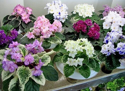 Источник https://www.pinterest.ru/pin/57280226494562129/