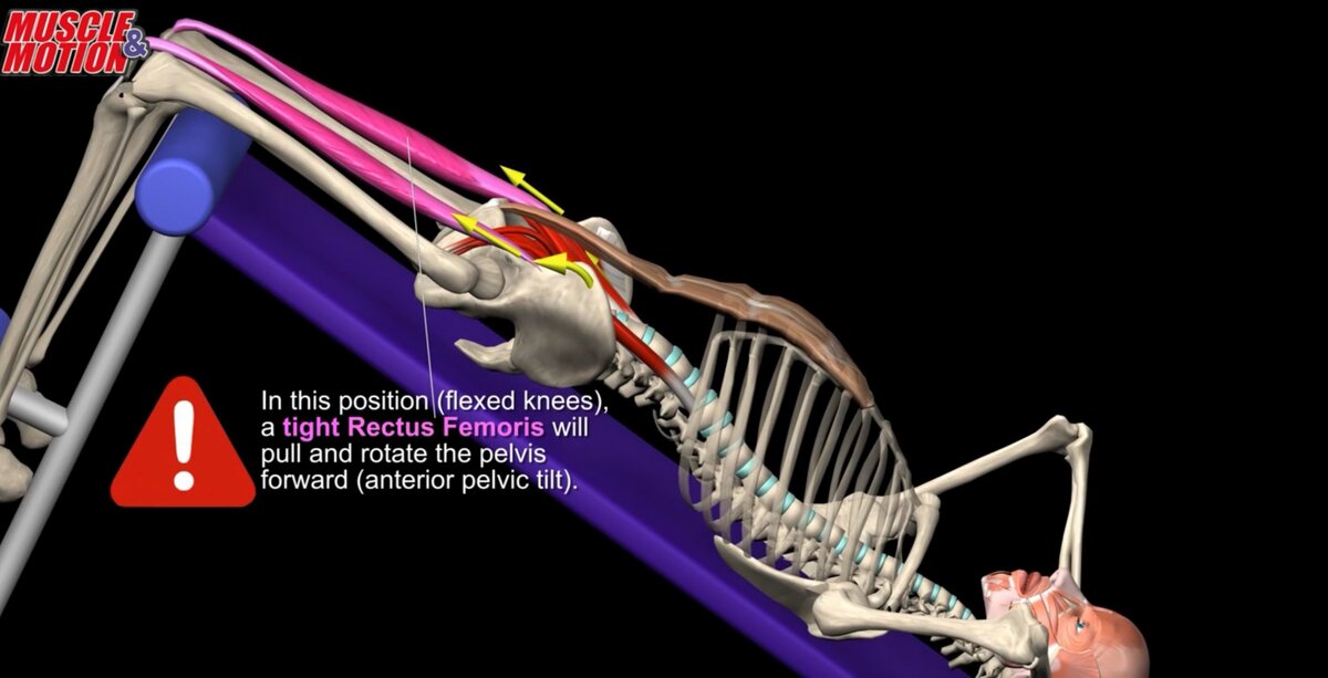 Flex position center. Видеоролики muscle and Motion. Muscle and Motion. Decline sit-ups.