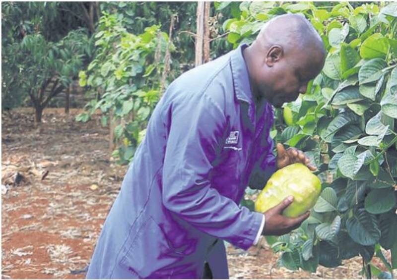 https://www.farmers.co.ke/article/2001345177/former-banker-turns-to-smart-farming-minting-cash