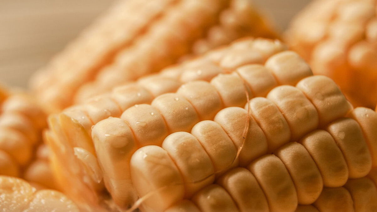 Кукуруза (Автор Well Cabral, фотобанк unsplash.com)