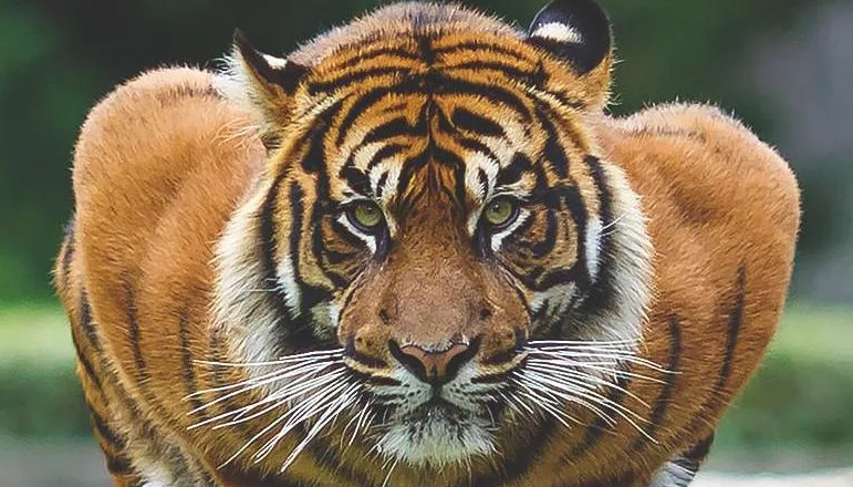 Умейте ждать, следить, не упускать момент. Удачный момент только один.