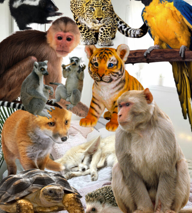Экзотические животные