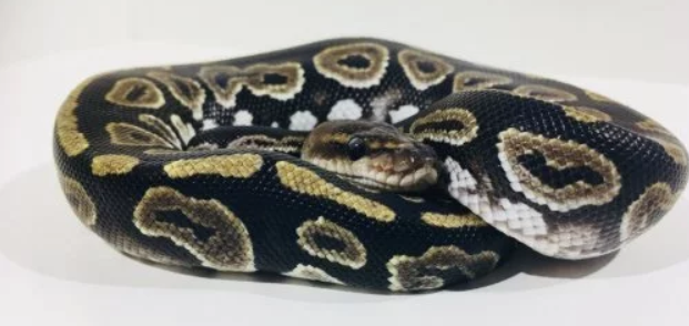 фото navitrinu.ru/messages/327087-Zmei-korolevskii-piton-ball-pythons