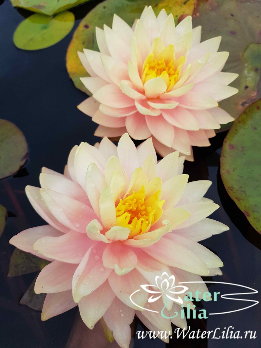 нимфея Awesome