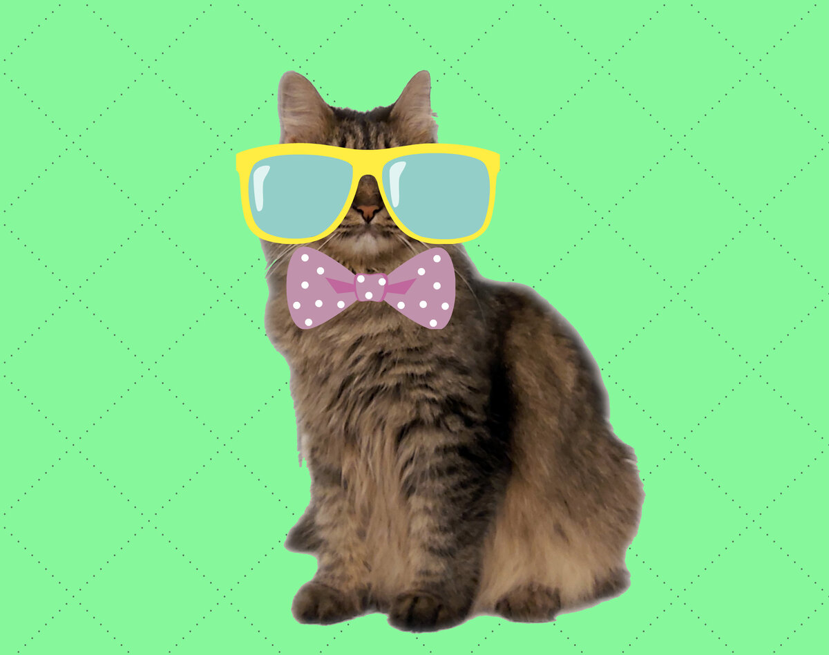 Моя котомуза