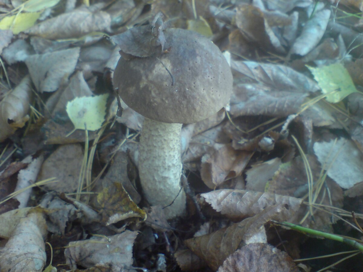 ПОДБЕРЁЗОВИК