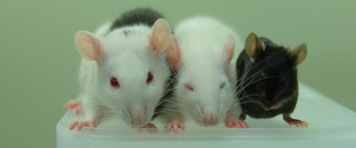 Отработанную на мышах технологию планируют использовать для выращивания органа в теле животного для последующей трансплантации человеку.