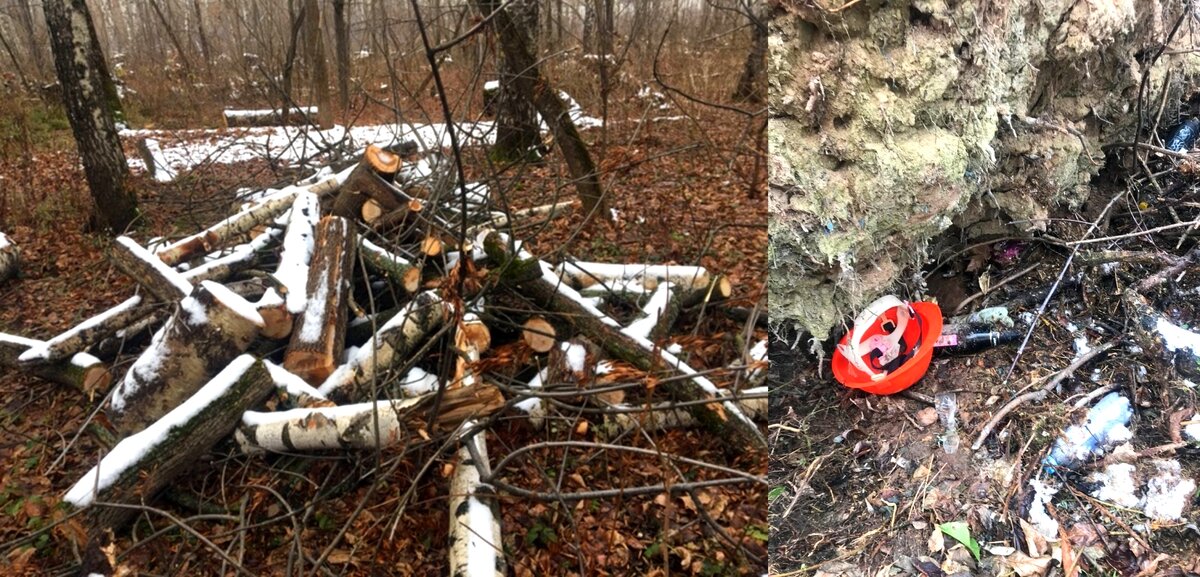 В парке лосиный остров нашли. Лосиный остров вырубка.