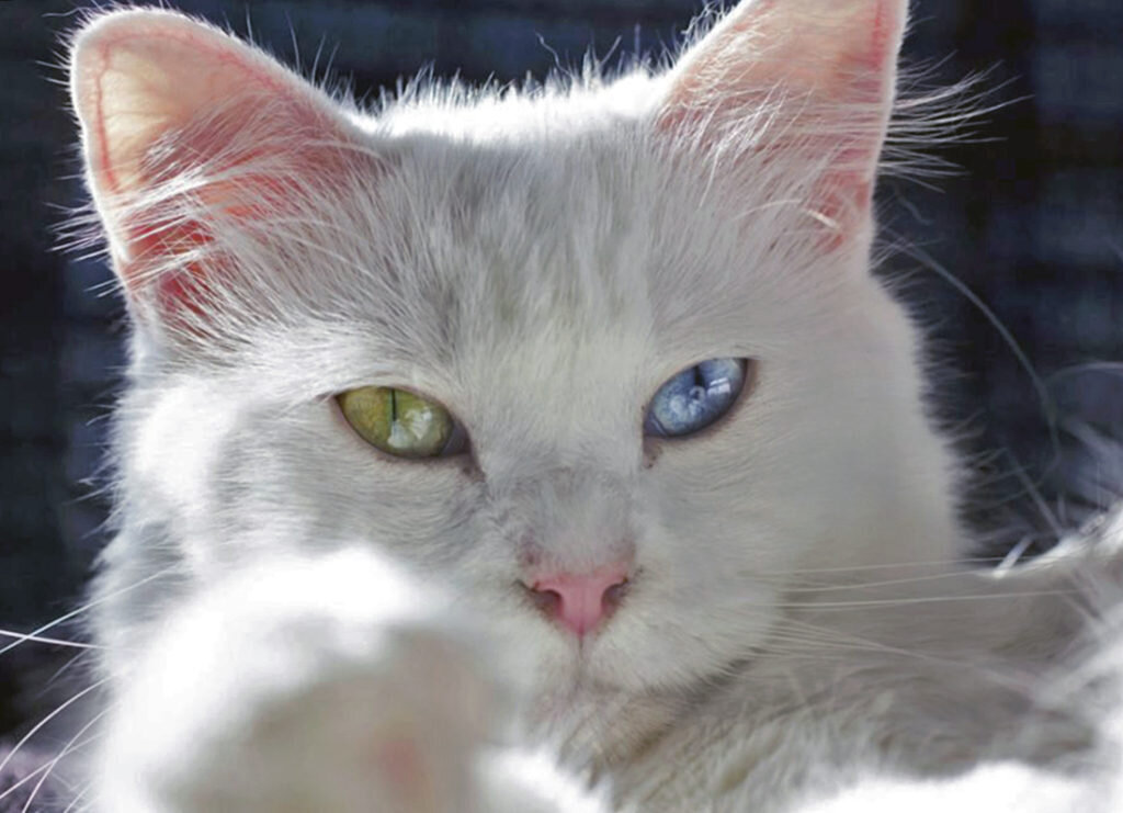 Белая кошка с гетерохромией