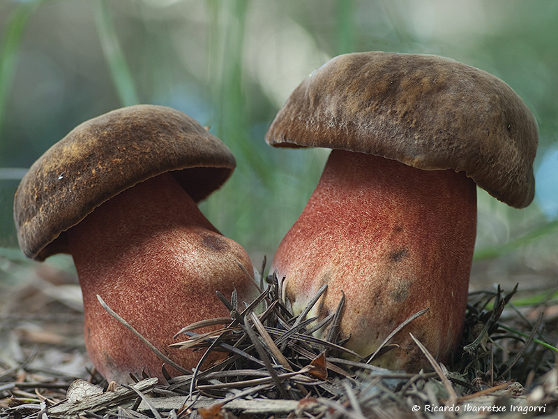 Дубовик крапчатый гриб. Дубовик крапчатый Boletus erythropus. Дубовик крапчатый. Гриб поддубовик сатанинский. Боровик Королевский Болетовые.