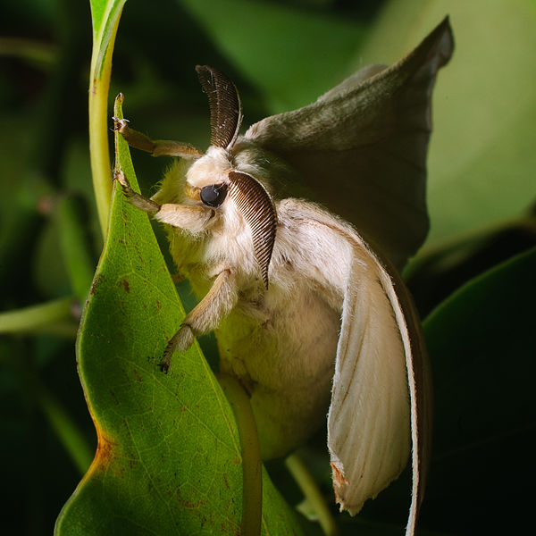 upload.wikimedia.org/wikipedia/commons/thumb/c/c2/Silkmoth.jpg/600px-Silkmoth.jpg