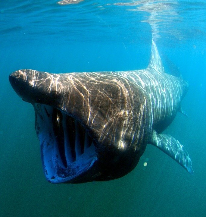 Источник: https://cdn.pixabay.com/photo/2013/02/09/23/58/sea-79836_960_720.jpg